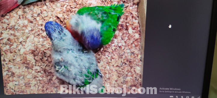 পাখি বিক্রি করতে চাই